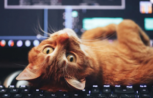Linux cat命令使用实例