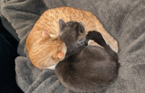 Linux 终端调整图像大小具体方法