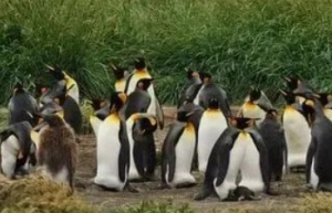 这些 Linux 的“自动化”技巧，教你轻松完成任务