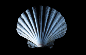 Shell函数编程：如何在Linux中编写和调用自定义函数
